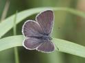 J14_1048 Small Blue.JPG